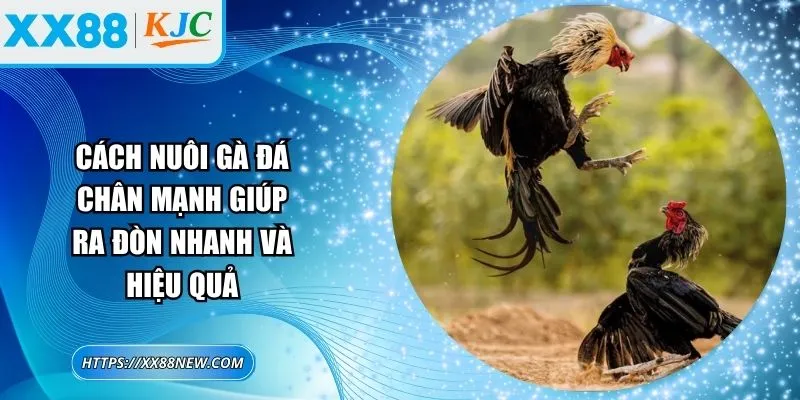 Cách nuôi gà đá chân mạnh giúp ra đòn nhanh và hiệu quả