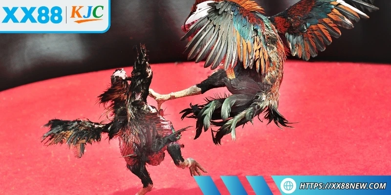 Hướng dẫn chi tiết từng bước để tham gia bộ môn