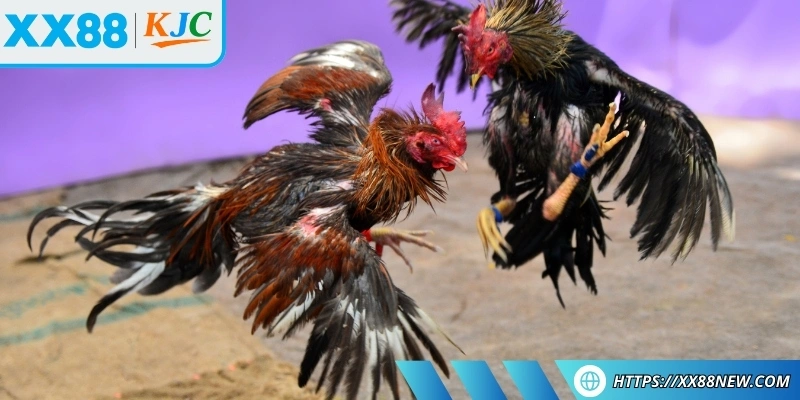 Một vài chiến thuật giúp nâng cao tỷ lệ đoán đúng