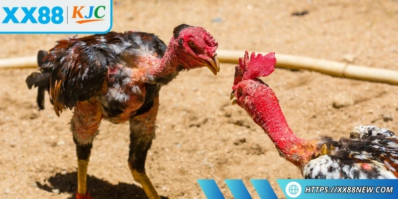 Tìm hiểu thông tin giới thiệu về đá gà Thomo