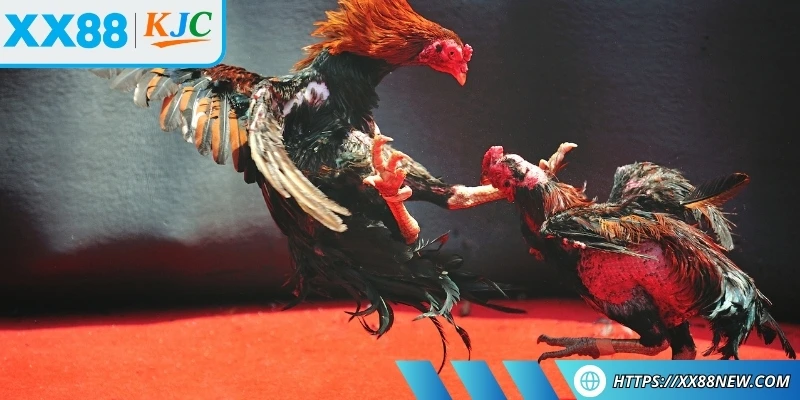 Chi tiết từng bước để tham gia đá gà trực tiếp tại sảnh