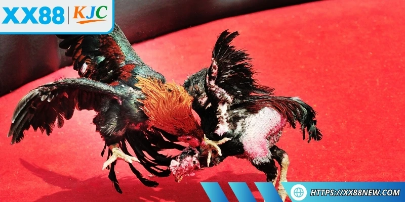 Điểm đặc biệt tạo tên sức hút bộ môn