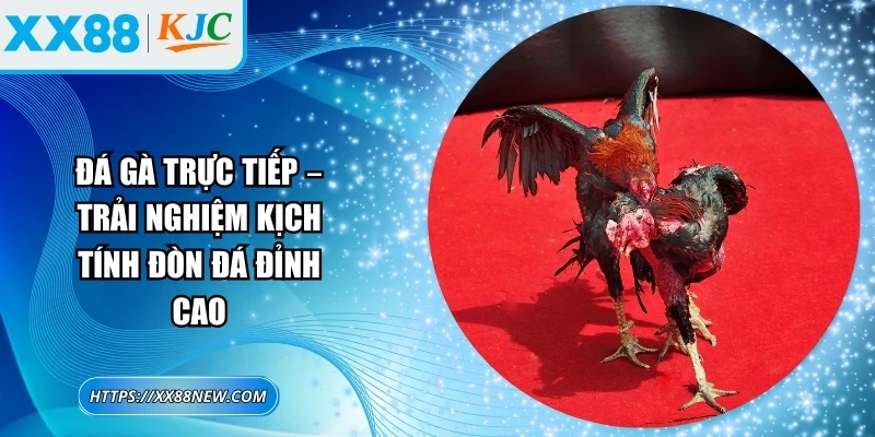 Đá gà trực tiếp – Trải nghiệm kịch tính đòn đá đỉnh cao