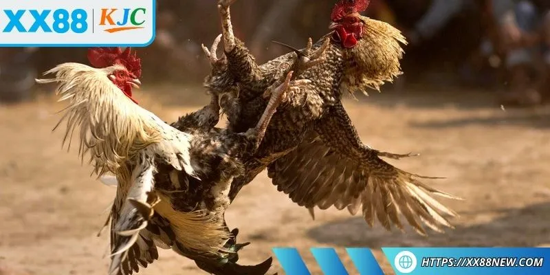 Chiến kê tre được chọn lọc kỹ càng để so tài