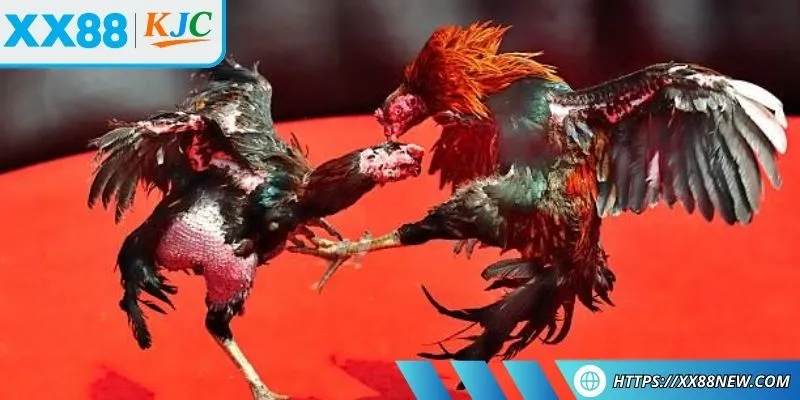 Sảnh SV388 nổi tiếng với những trận đấu lớn, cược hấp dẫn