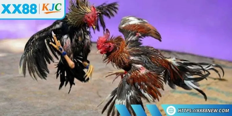 Đá gà XX88 trực tiếp chân thật các trận đấu