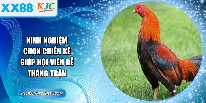 Kinh nghiệm chọn chiến kê giúp hội viên dễ thắng trận