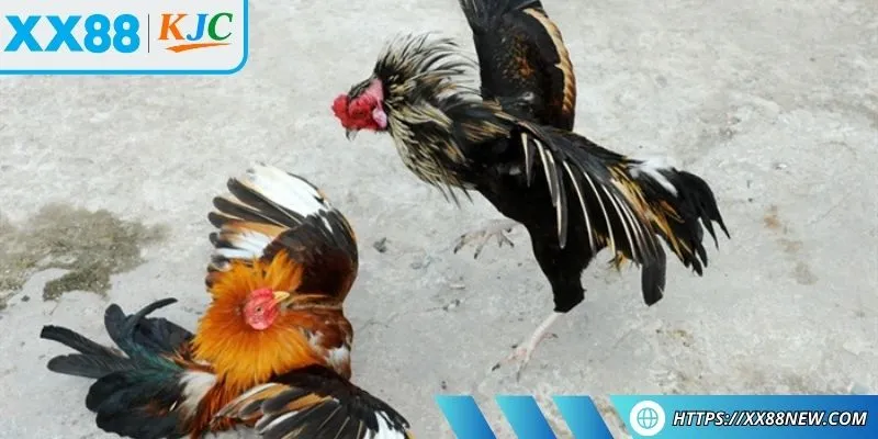 Kiểm tra thử những cú đá để có lựa chọn phù hợp