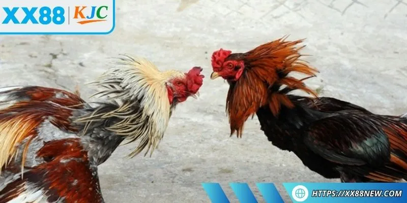 Phong thái điềm tĩnh là kinh nghiệm chọn chiến kê